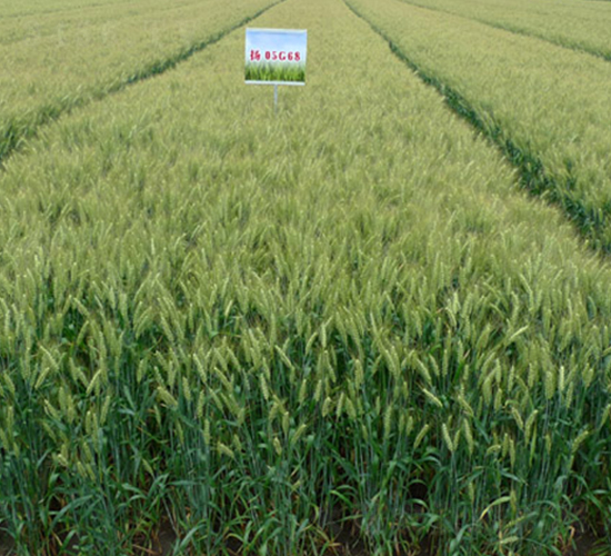 揚糯麥1號-小麥種子-中農(nóng)發(fā)