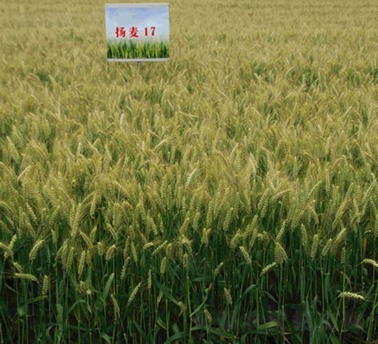 揚麥17-小麥種子-中農(nóng)發(fā)