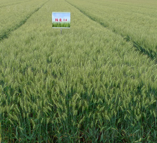 �P(y��ng)��14-С���N��-���r(n��ng)�l(f��)