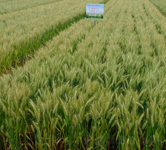 揚麥13-小麥種子-中農(nóng)發(fā)