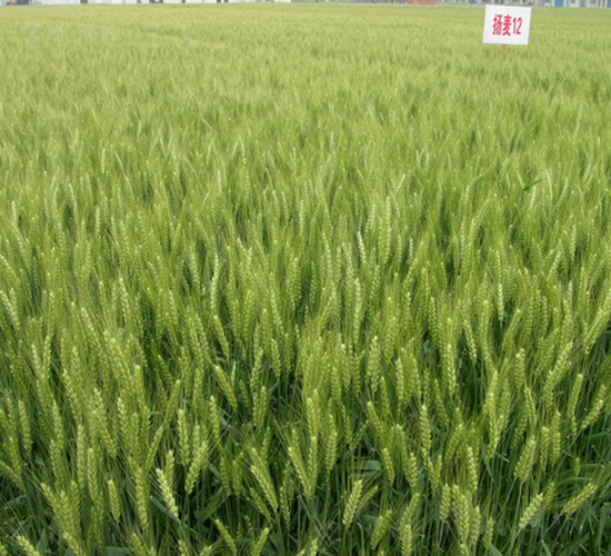 揚(yáng)麥12-小麥種子-中農(nóng)發(fā)