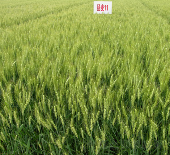 揚(yáng)麥11號(hào)-小麥種子-中農(nóng)發(fā)