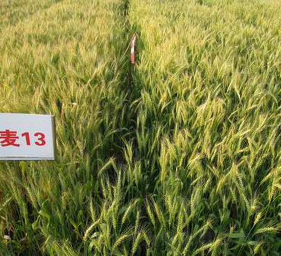 華麥13-小麥種子-中農(nóng)發(fā)