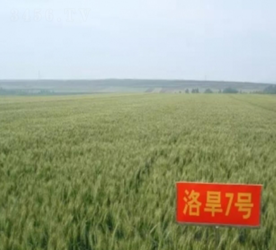 洛旱7號-小麥種子-中農(nóng)發(fā)