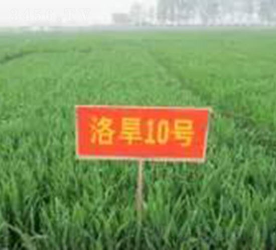 洛旱10號(hào)-小麥種子-中農(nóng)發(fā)