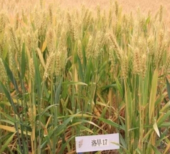 洛旱17-小麥種子-中農(nóng)發(fā)