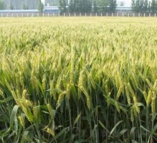 洛麥28-小麥種子-中農(nóng)發(fā)