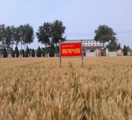 洛麥29-小麥種子-中農(nóng)發(fā)