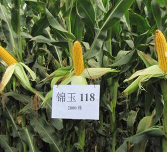 �\��118-���׷N��-�r(n��ng)��N�I(y��)