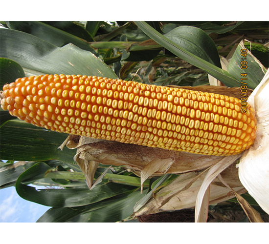 農(nóng)光336-玉米種子-農(nóng)光種業(yè)