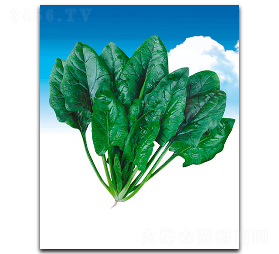 速綠-菠菜種子-荷瑞斯