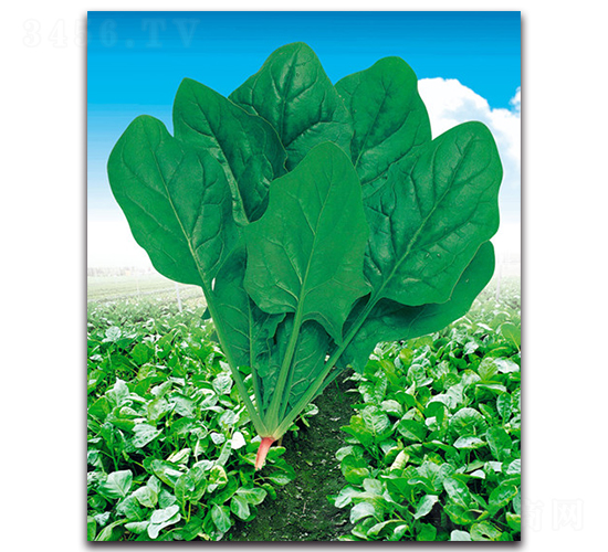 速豐-菠菜種子-荷瑞斯