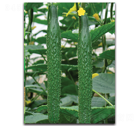 百盛-黃瓜種子-荷瑞斯