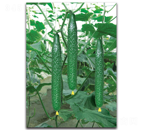 倍利216-黃瓜種子-荷瑞斯
