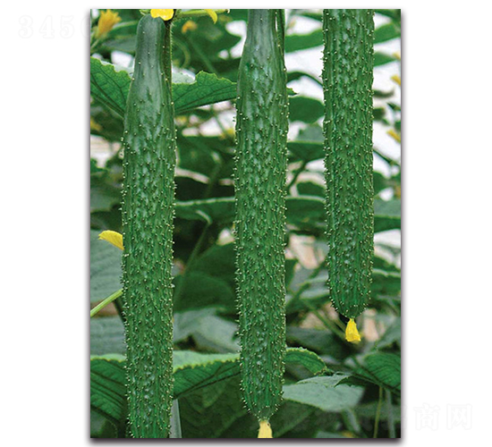 倍綠108-黃瓜種子-荷瑞斯