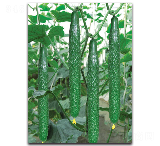 冬瑞二號(hào)-黃瓜種子-荷瑞斯