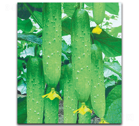 園豐-黃瓜種子-荷瑞斯