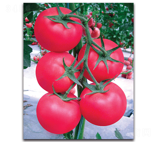 ����-���ѷN��-����˹