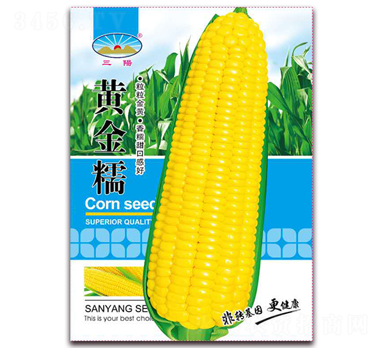 黃金糯-糯玉米種子-天和種業(yè)