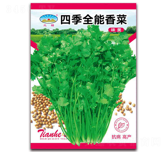 四季全能香菜-香菜種子-天和種業(yè)