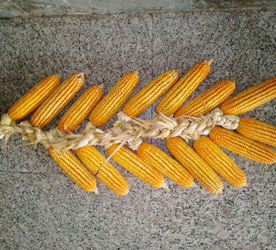 ����376-���׷N��-�����N�I(y��)