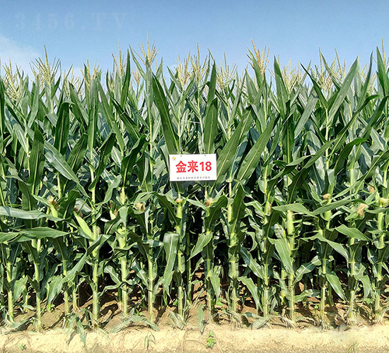 ����18-���׷N��-�����N�I(y��)