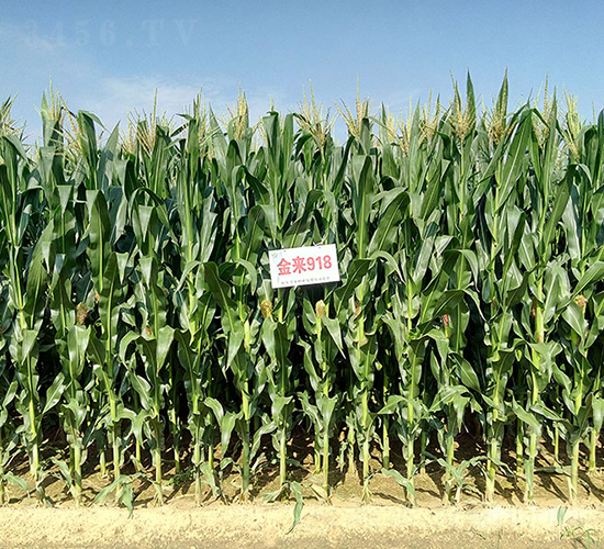 ����918-���׷N��-�����N�I(y��)