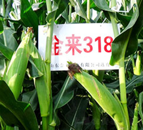 ����318-���׷N��-�����N�I(y��)