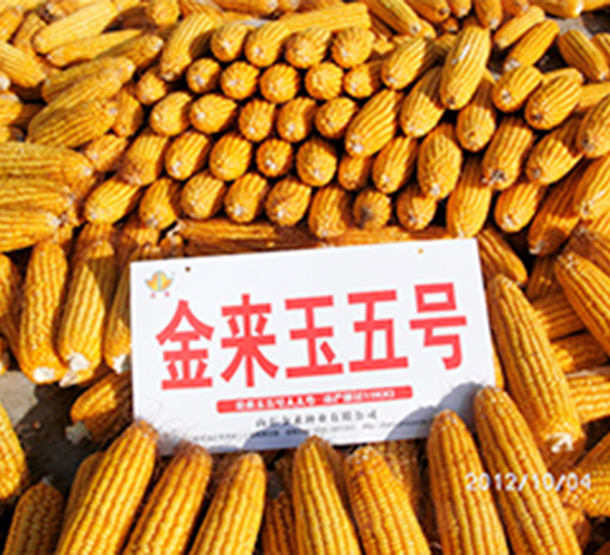 ������5̖-���׷N��-�����N�I(y��)