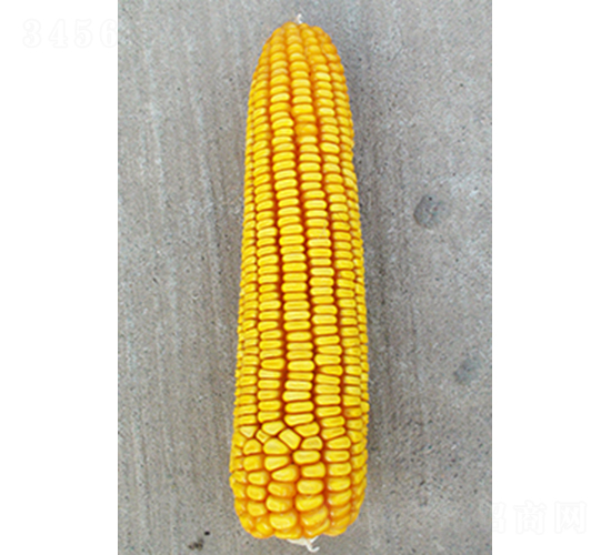 真金622-玉米種子-真金種業(yè)