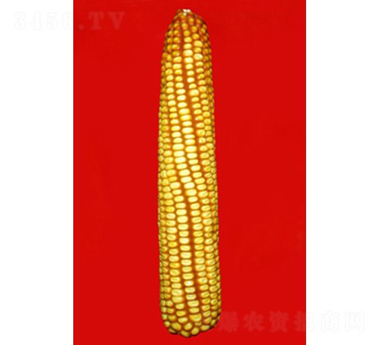真金306-玉米種子-真金種業(yè)