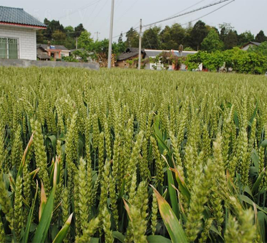 西科麥6號(hào)-小麥種子-西科農(nóng)業(yè)