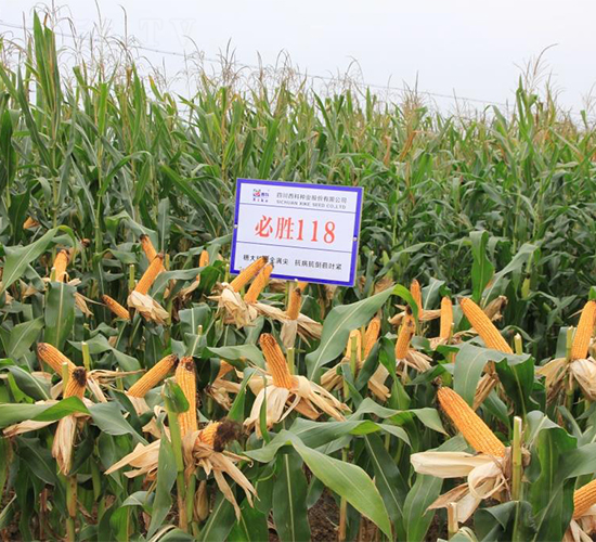 必勝118-玉米種子-西科農(nóng)業(yè)