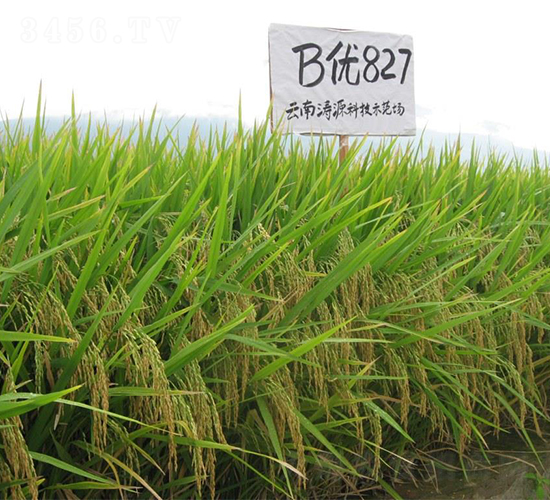 B��(y��u)827-ˮ���N��-�����r(n��ng)�I(y��)