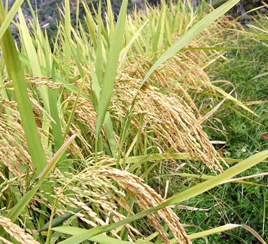 B��(y��u)840-ˮ���N��-�����r(n��ng)�I(y��)