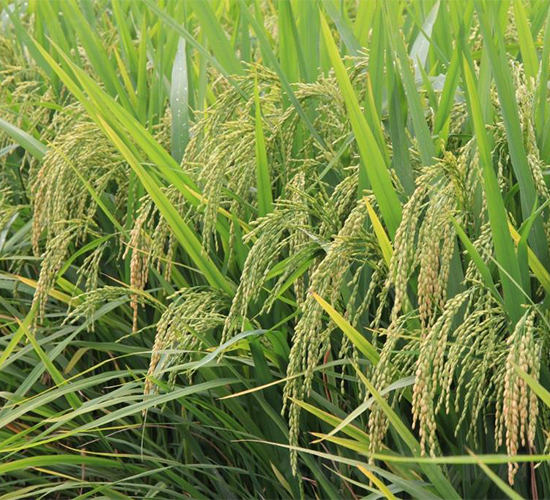 ����(y��u)3165-ˮ���N��-�����r(n��ng)�I(y��)