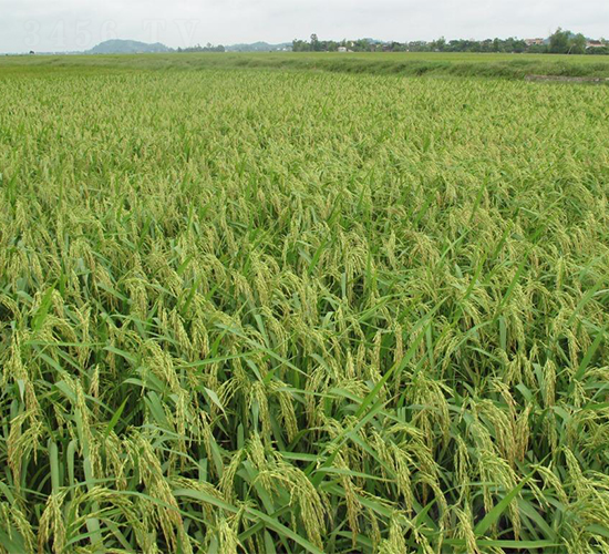 II��(y��u)818-ˮ���N��-�����r�I(y��)