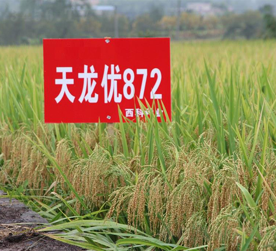 天龍優(yōu)872-水稻種子-西科農(nóng)業(yè)