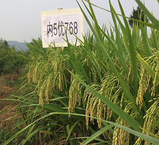 ��(n��i)5��(y��u)768-ˮ���N��-�����r(n��ng)�I(y��)