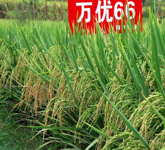 �f��(y��u)66-ˮ���N��-�����r(n��ng)�I(y��)