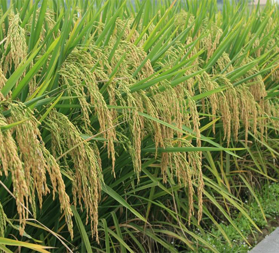 B優(yōu)268-水稻種子-西科農業(yè)