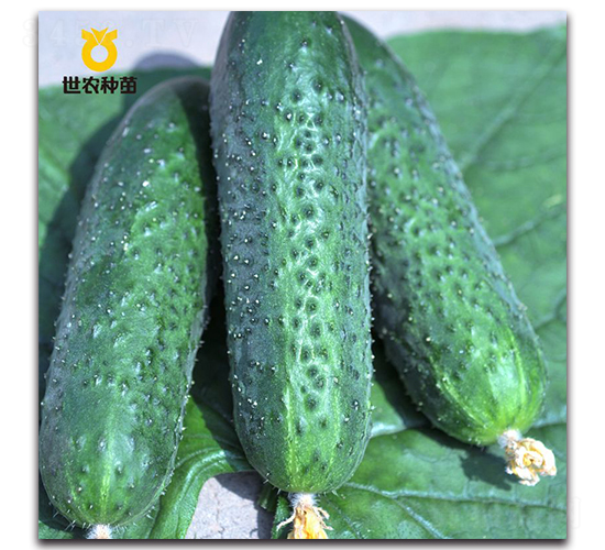 世爵-黃瓜種子-世農(nóng)種苗