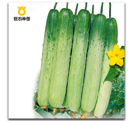清明白刺-黃瓜種子-世農(nóng)種苗
