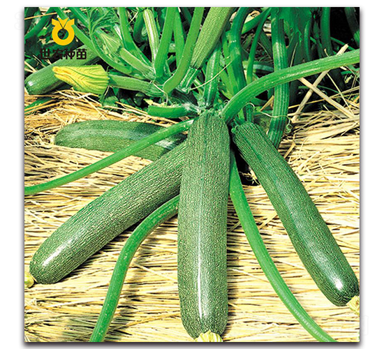 ̫�-�ϹϷN��-���r�N��