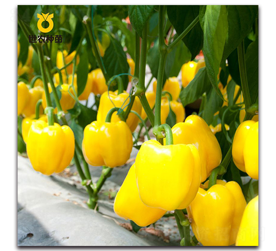 ���ρ�-�����N��-���r(n��ng)�N��