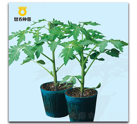 ?？?號-番茄砧木種子-世農(nóng)種苗