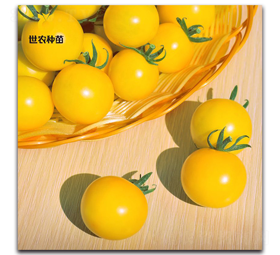 昕珠-番茄種子-世農種苗