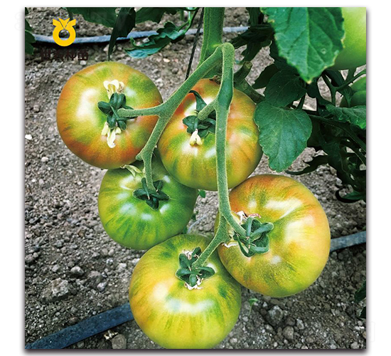 ����-���ѷN��-���r(n��ng)�N��