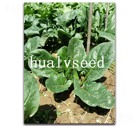 Ԫ������-���˷N��-�A�G