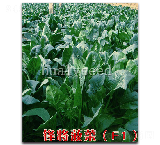 �h������F1-���˷N��-�A�G